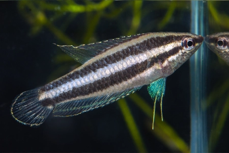 Fotografie druhu Parosphromenus deissneri