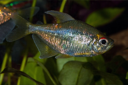 Fotografie druhu Makunaima pittieri