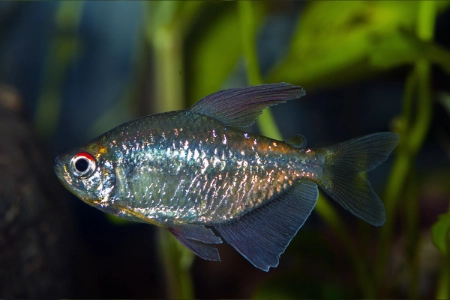 Fotografie druhu Makunaima pittieri