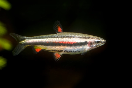 Fotografie druhu Nannostomus marginatus