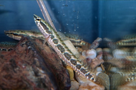 Fotografie druhu Parachanna obscura