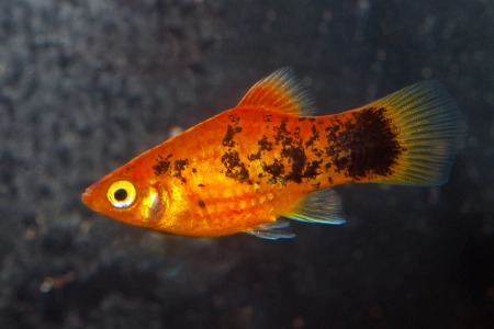 Fotografie druhu Xiphophorus maculatus Red Calico