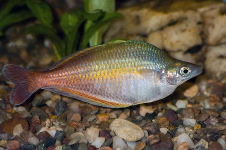 Fotografie druhu Chilatherina bleheri