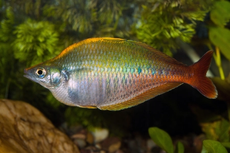 Fotografie druhu Chilatherina bleheri