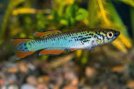 Fotografie druhu Fundulopanchax walkeri