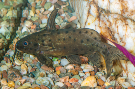 Fotografie druhu Synodontis robbianus
