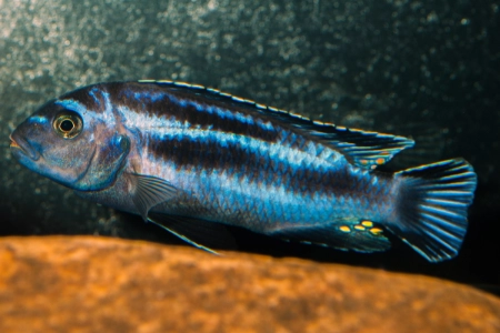 Fotografie druhu Pseudotropheus johannii