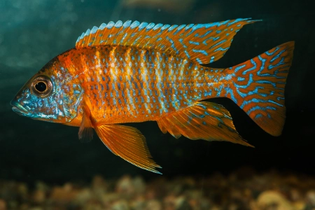 Fotografie druhu Aulonocara sp. Red Rubin