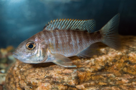 Fotografie druhu Aulonocara sp. Red Rubin