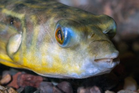 Fotografie druhu Tetraodon lineatus