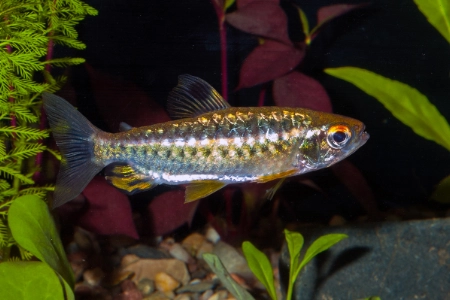 Fotografie druhu Arnoldichthys spilopterus