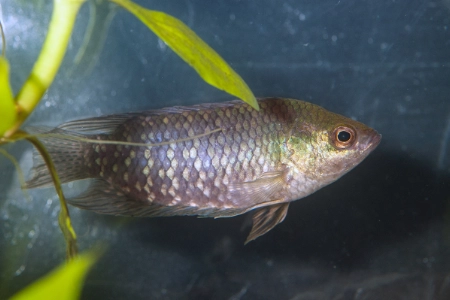 Fotografie druhu Microctenopoma fasciolatum