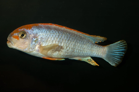 Fotografie druhu Pseudotropheus perspicax