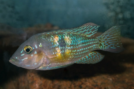 Fotografie druhu Gymnogeophagus meridionalis