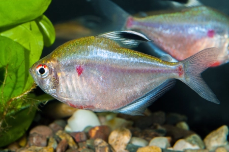 Fotografie druhu Megalamphodus socolofi