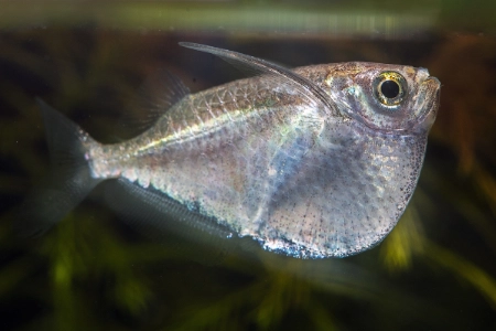 Fotografie druhu Thoracocharax stellatus