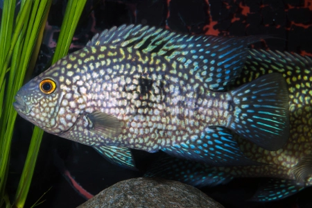 Fotografie druhu Herichthys carpintis