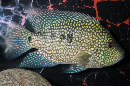 Fotografie druhu Herichthys carpintis