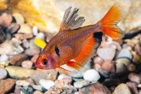 Fotografie druhu Megalamphodus eques