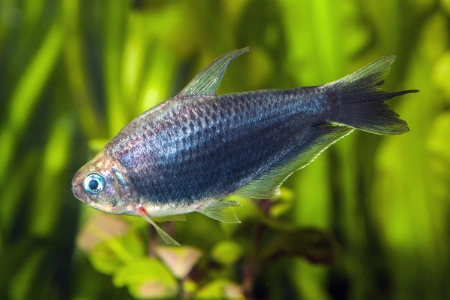 Fotografie druhu Nematobrycon palmeri Black