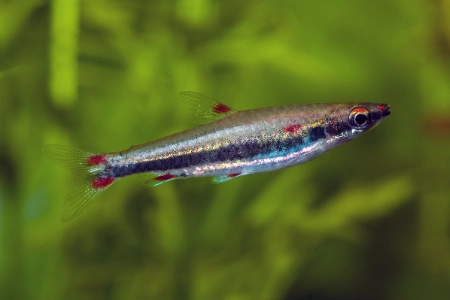 Fotografie druhu Nannostomus trifasciatus