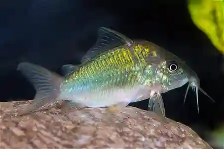 Fotografie druhu Brochis splendens