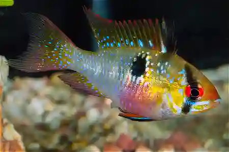 Fotografie druhu Mikrogeophagus ramirezi Long Fin