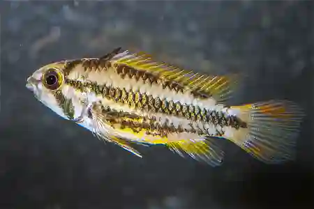 Fotografie druhu Apistogramma cacatuoides Double Red