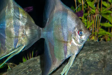 Fotografie druhu Pterophyllum altum