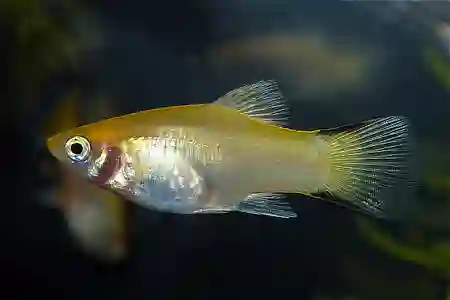 Fotografie druhu Xiphophorus maculatus Yellow Comet