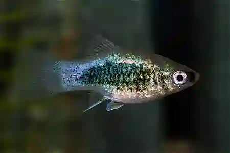 Fotografie druhu Xiphophorus maculatus Tuxedo Blue