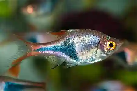 Fotografie druhu Trigonostigma heteromorpha