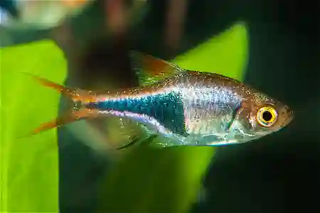 Fotografie druhu Trigonostigma heteromorpha