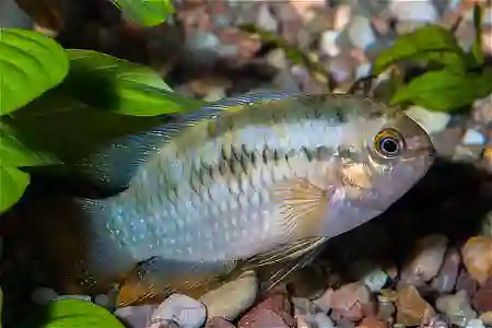 Fotografie druhu Laetacara dorsigera