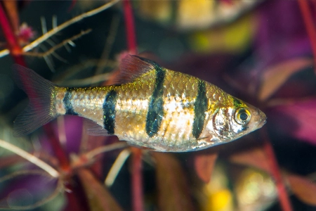 Fotografie druhu Desmopuntius pentazona