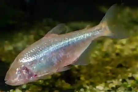 Fotografie druhu Astyanax jordani