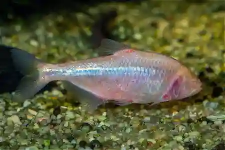 Fotografie druhu Astyanax jordani