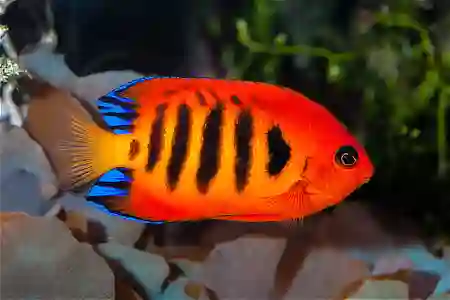 Fotografie druhu Centropyge loriculus