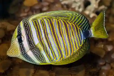 Fotografie druhu Zebrasoma desjardinii