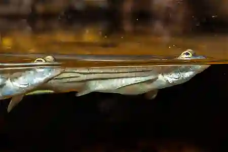 Fotografie druhu Anableps anableps