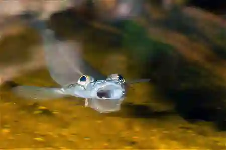 Fotografie druhu Anableps anableps