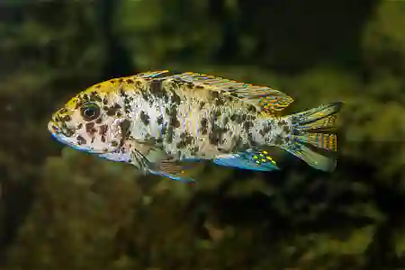 Fotografie druhu Maylandia zebra OB