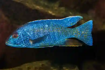 Fotografie druhu Sciaenochromis fryeri