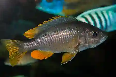 Fotografie druhu Copadichromis borleyi