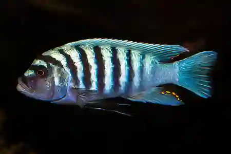 Fotografie druhu Maylandia zebra