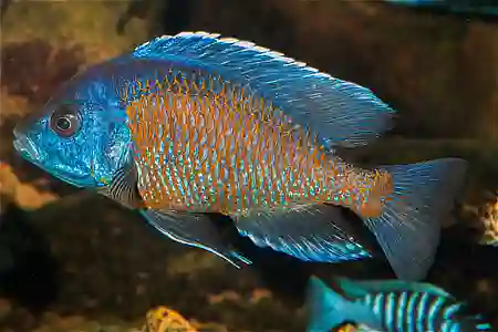 Fotografie druhu Copadichromis borleyi