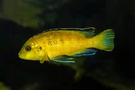 Fotografie druhu Labidochromis caeruleus
