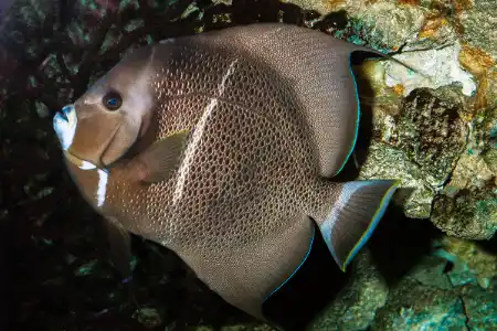 Fotografie druhu Pomacanthus arcuatus