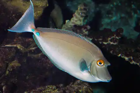 Fotografie druhu Naso unicornis