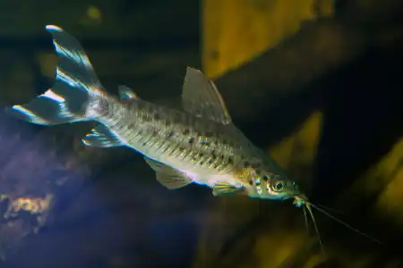 Fotografie druhu Dianema urostriatum